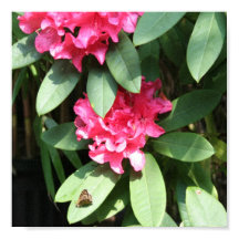 Rosa Rhododendron mit einem kleinen Butterfly-Post