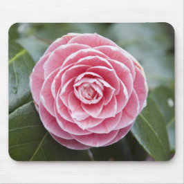 Rosa Rhododendron Mousepad