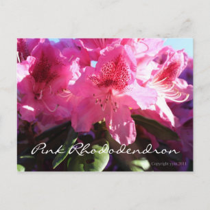 Rosa Rhododendron Postkarte