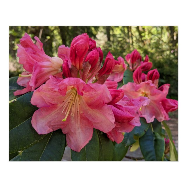 Rosa Rhododendronblüten Floral Poster (Vorderseite)