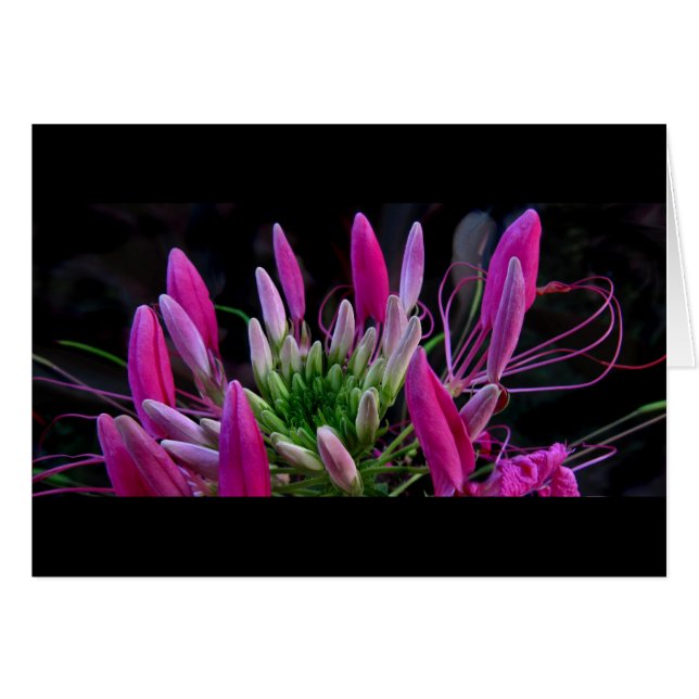 Rosa Ribbons (Vorderseite (Horizontal))