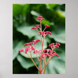 Rosa Rodgersia Blumen Poster