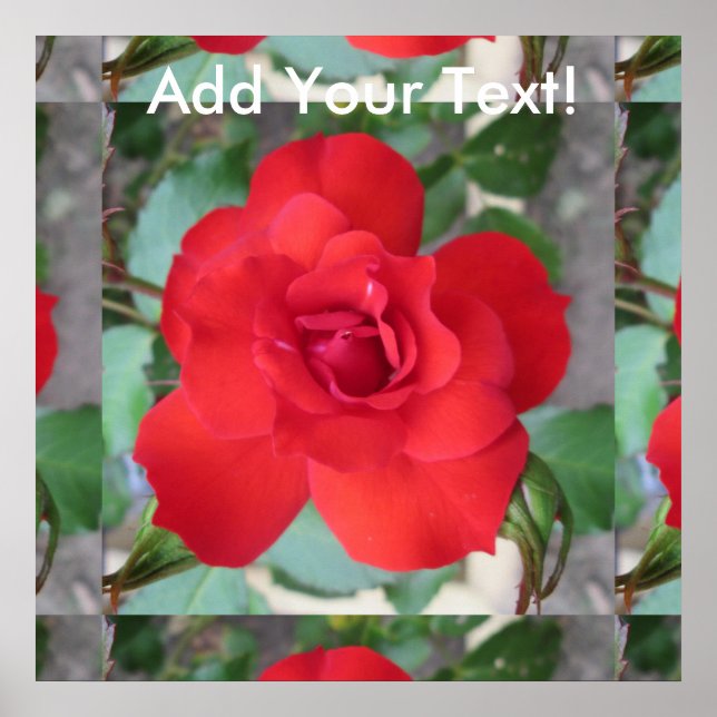 Rosa Roja Flor Poster (Vorne)