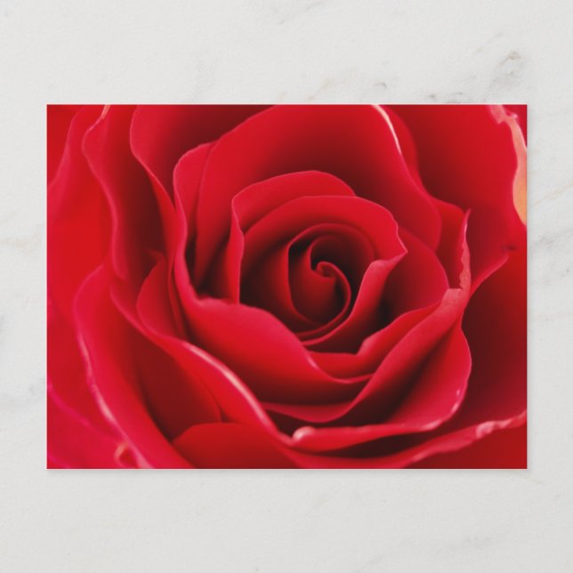 Rosa roja postkarte (Vorderseite)