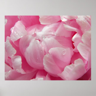 Rosa Romantik blühende Blume mit Tau Poster