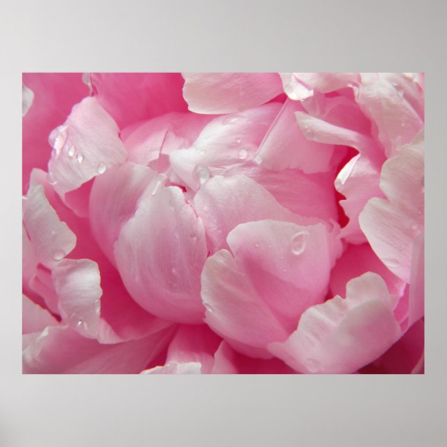 Rosa Romantik blühende Blume mit Tau Poster (Vorne)