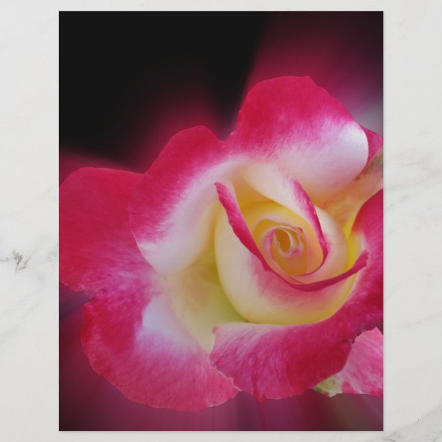 Rosa-Rosa (Vorderseite)