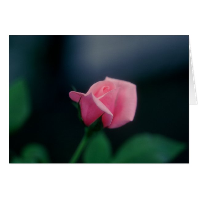 Rosa Rosa (Vorderseite (Horizontal))