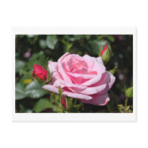 Rosa Rosa Blume glücklich Geburtstag. Liebe, Freun