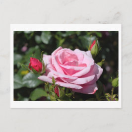 Rosa Rosa Blume glücklich Geburtstag. Liebe, Freun Postkarte