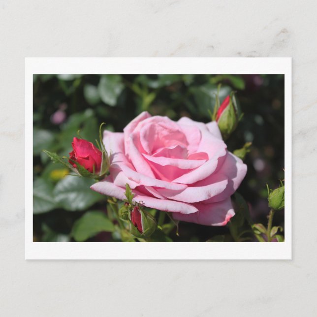 Rosa Rosa Blume glücklich Geburtstag. Liebe, Freun Postkarte (Vorderseite)