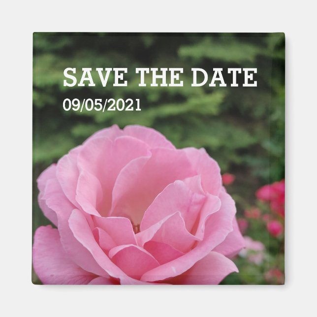Rosa Rosa-Blume-Magnet Magnet (Vorne)