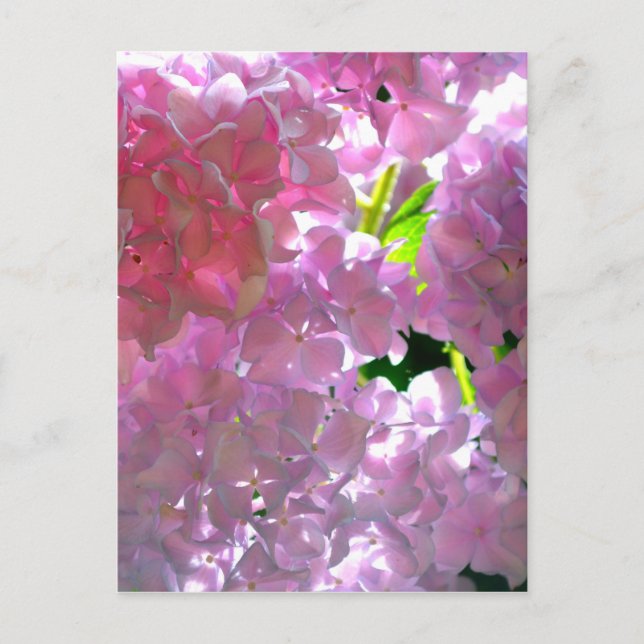 Rosa, rosa Blume, rosa, rosa, rosa Hydrangeas Postkarte (Vorderseite)