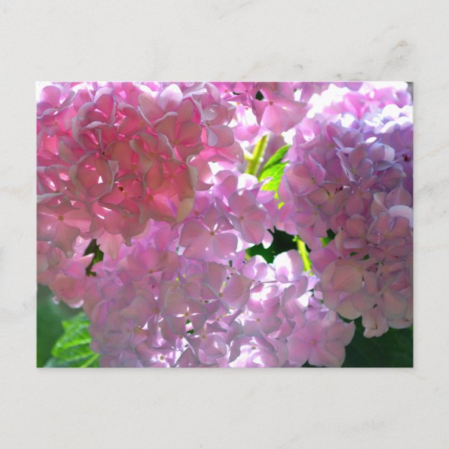 Rosa, rosa Blume, rosa, rosa, rosa Hydrangeas Postkarte (Vorderseite)