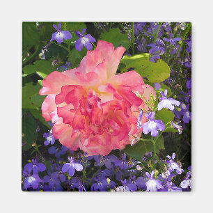 Rosa Rosa Blume unter den blauen Lobebelia-Blume Magnet