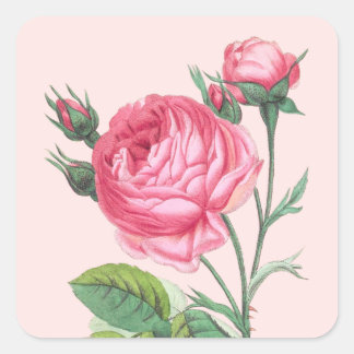 Rosa Rosa Blütenpracht Moderne Pastellfarben Quadratischer Aufkleber