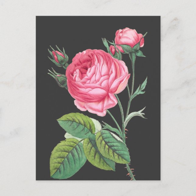 Rosa Rosa Blütenzeit Postkarte (Vorderseite)