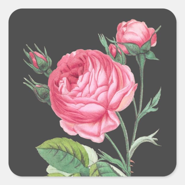 Rosa Rosa Blütenzeit Quadratischer Aufkleber (Vorderseite)