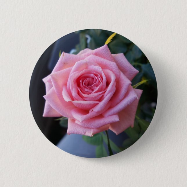 Rosa Rosa Button (Vorderseite)