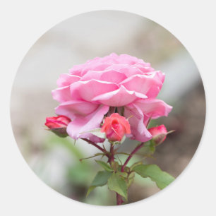 Rosa Rosa drei rote Knospen Runder Aufkleber