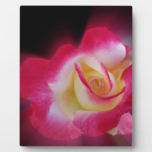 Rosa-Rosa Fotoplatte (Vorderseite)