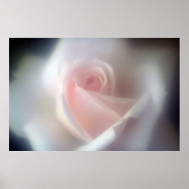 Rosa rosa Großes Poster/Druck Poster (Vorne)
