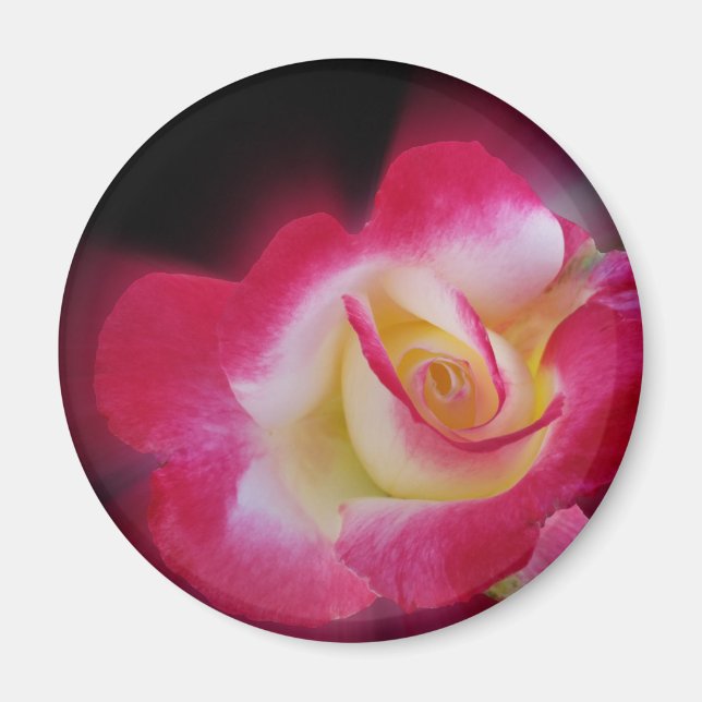 Rosa-Rosa Magnet (Vorne)