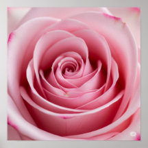 Rosa Rosa mit Wassertropfen