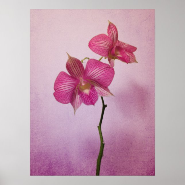 Rosa Rosa Orchideen Poster (Vorne)