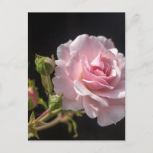 Rosa Rosa Postkarte