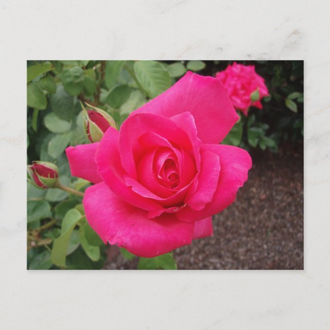 Rosa Rosa Postkarte (Vorderseite)