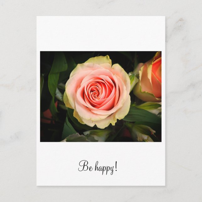 Rosa Rosa Postkarte (Vorderseite)