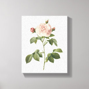 Rosa-Rosa (Rosa alba regalis) von Redouté Leinwanddruck