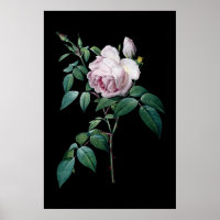 Rosa Rosa Rose von Redoute, schwarzer Hintergrund
