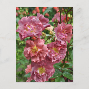 Rosa Rosa Schönheit Postkarte