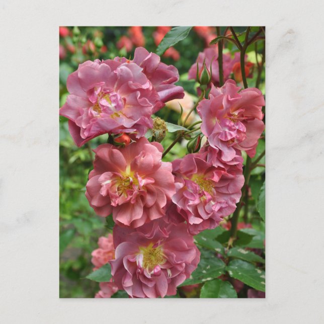Rosa Rosa Schönheit Postkarte (Vorderseite)