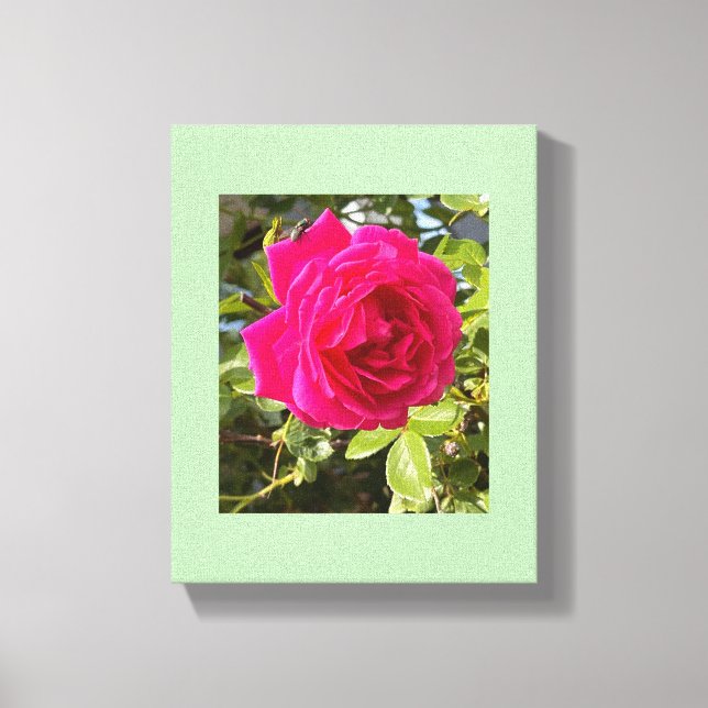Rosa rosa und eine Fliege Leinwanddruck (Vorderseite)