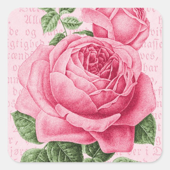 Rosa Rosa Vintag Quadratischer Aufkleber (Vorderseite)