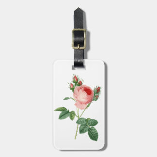 Rosa rosa Vintage botanische Abbildung Gepäckanhänger