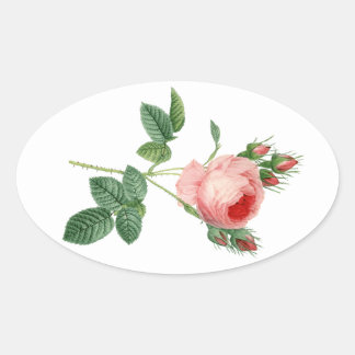 Rosa rosa Vintage botanische Abbildung Ovaler Aufkleber