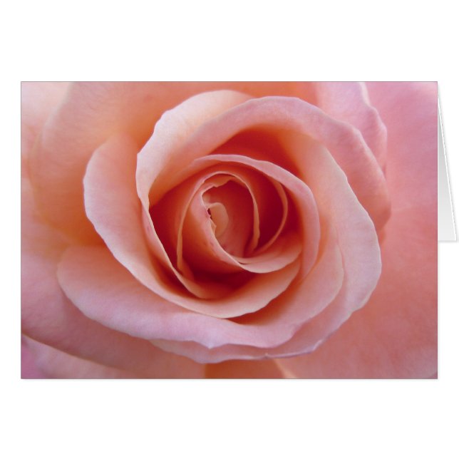 Rosa Rose (Vorderseite (Horizontal))