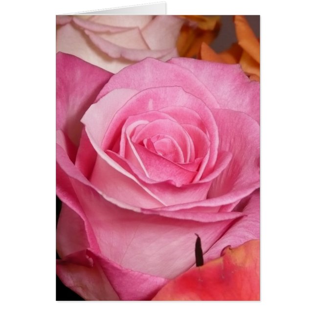 Rosa Rose (Vorne)