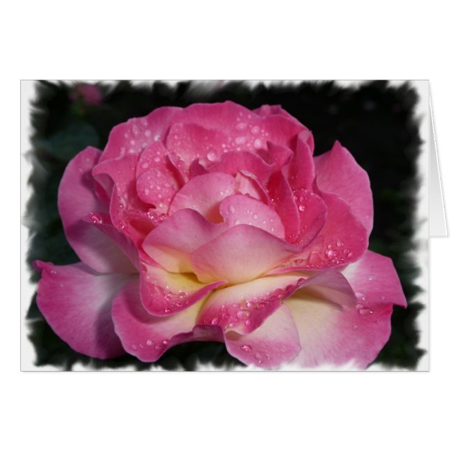 Rosa Rose (Vorderseite (Horizontal))