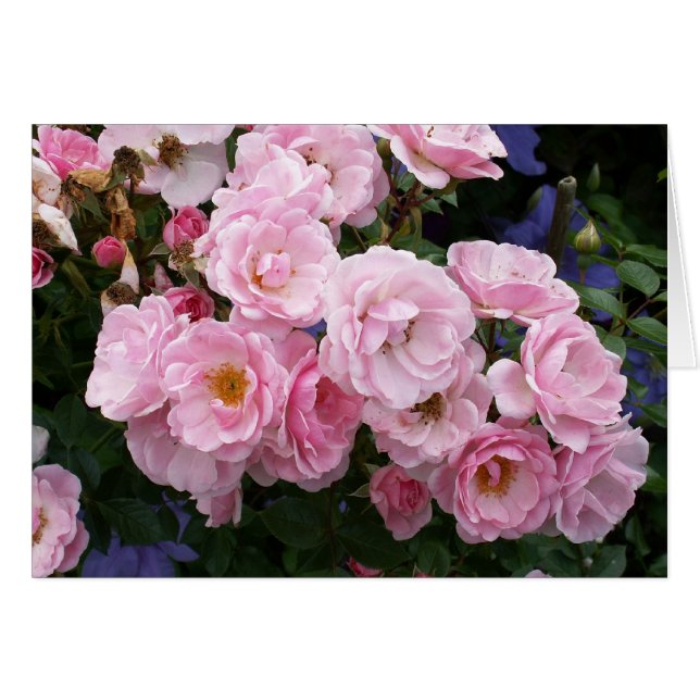 Rosa Rose (Vorderseite (Horizontal))