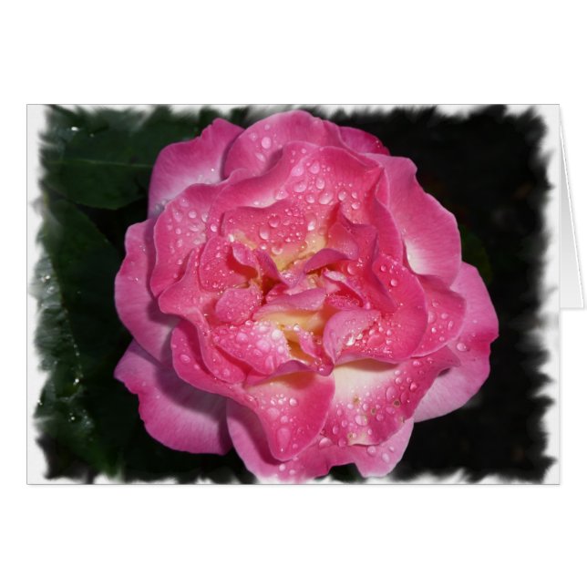 Rosa Rose (Vorderseite (Horizontal))