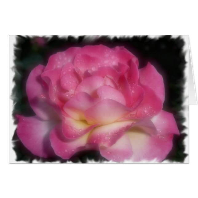Rosa Rose (Vorderseite (Horizontal))