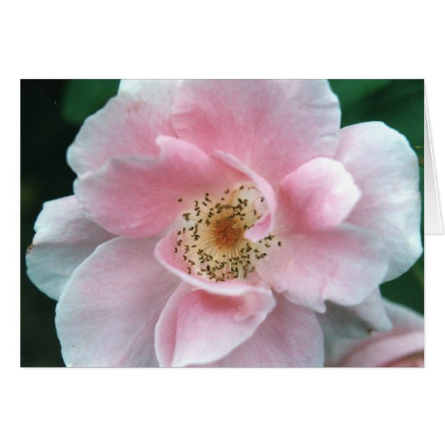 Rosa Rose (Vorderseite (Horizontal))