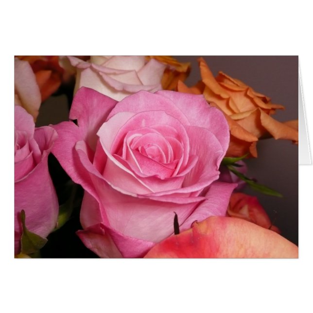 Rosa Rose (Vorderseite (Horizontal))