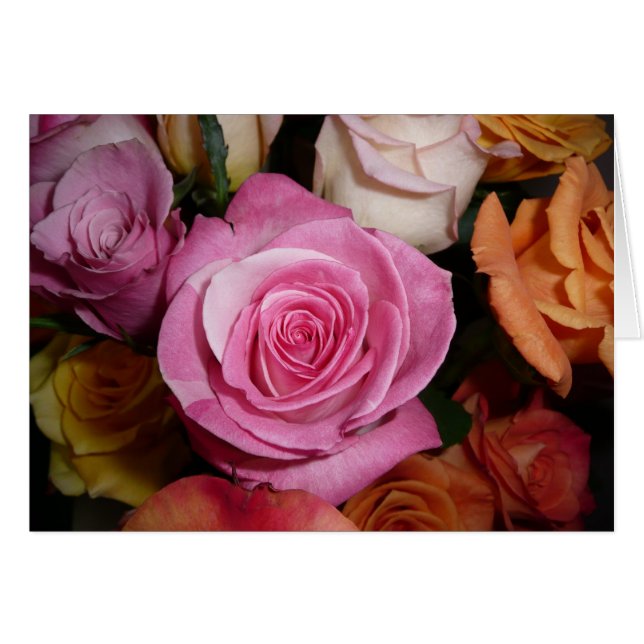 Rosa Rose (Vorderseite (Horizontal))