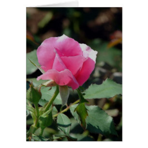 Rosa Rose